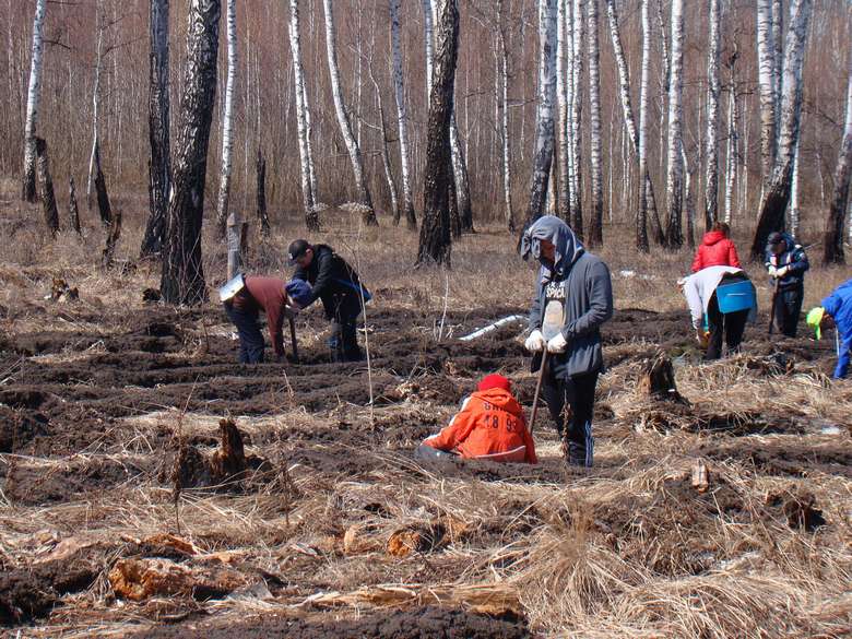 Традиционные посадки леса воспитанниками Центра "Космос"